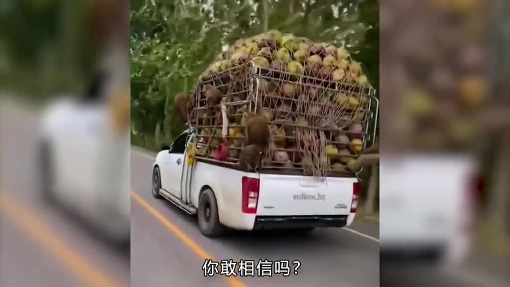 原来你喝的椰子水是猴子采摘的