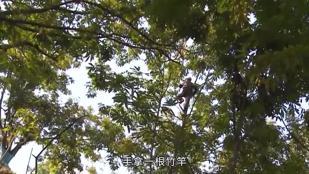 山核桃仁你吃过吗