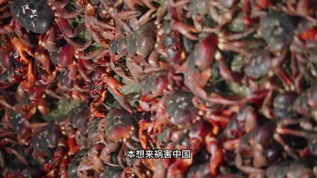 这款小龙虾嘎嘎好吃不用自己剥壳一口一个简直不要太爽