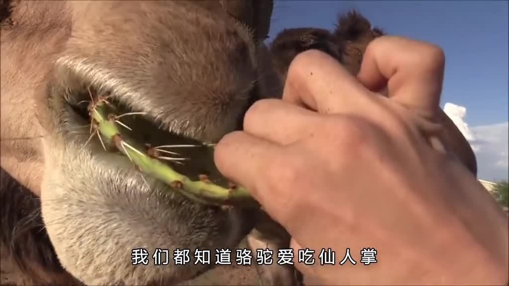 为什么骆驼吃仙人掌不怕扎嘴