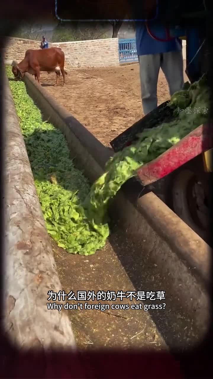国外的奶牛为什么要吃仙人掌