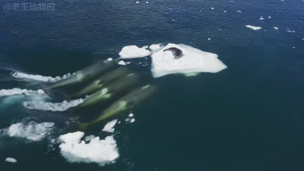 海洋中的街溜子虎鲸到底有多聪明
