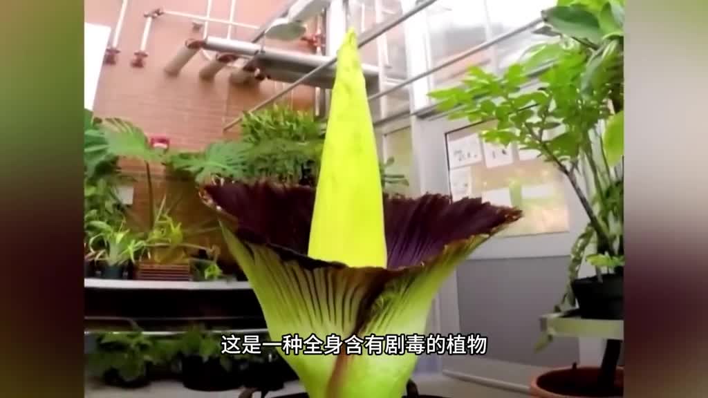 发明魔芋爽的人简直是个天才香香辣辣Q弹爽滑这一大盒我能吃到爽