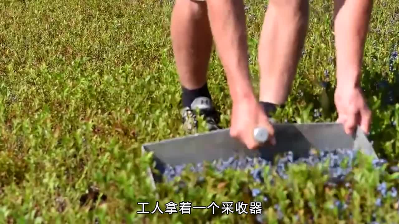 原来蓝莓也可以长在地上