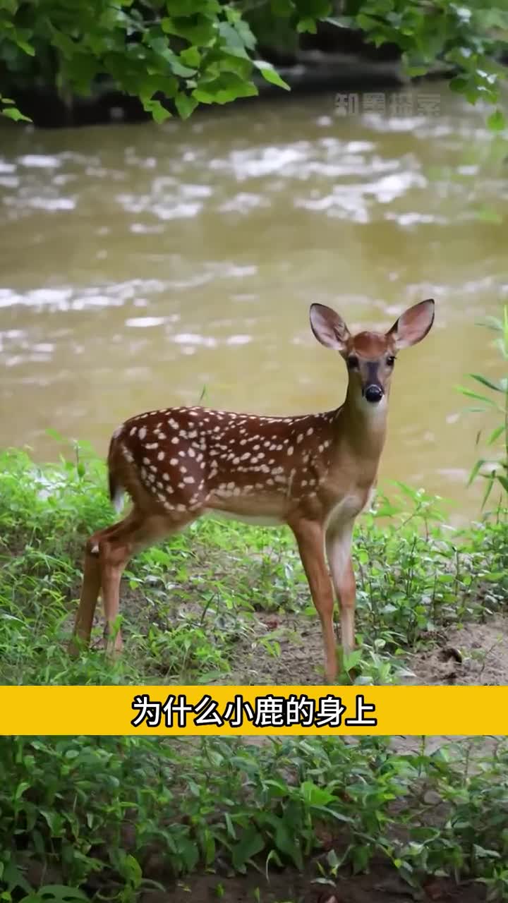 为什么小鹿的身上会有白色的斑点