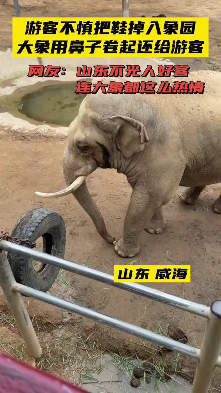 8月14日山东威海游客将鞋子掉入象园大象用鼻子将鞋卷起还给游客网友快奖励小香蕉西霞口神雕山动物世界