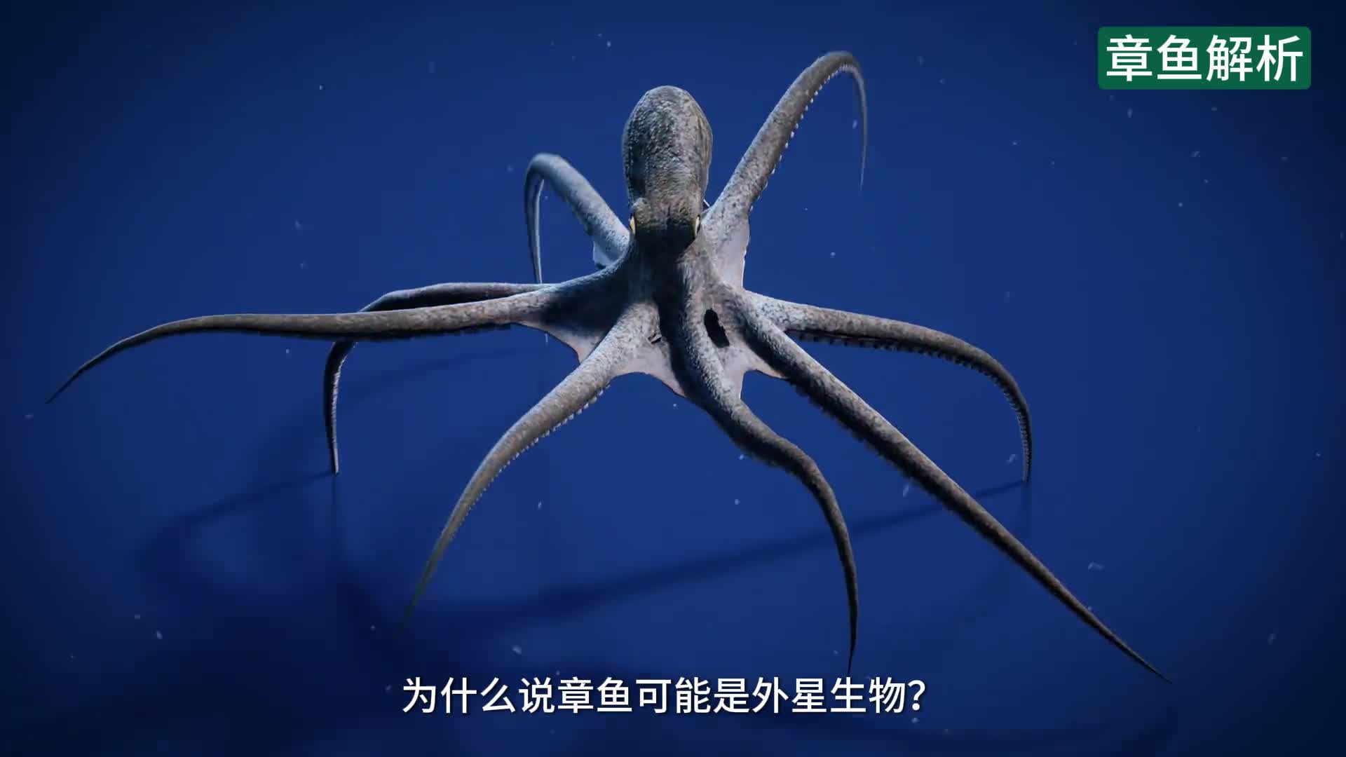 为什么说章鱼可能是外星生物不能随便乱吃带你看章鱼的原理