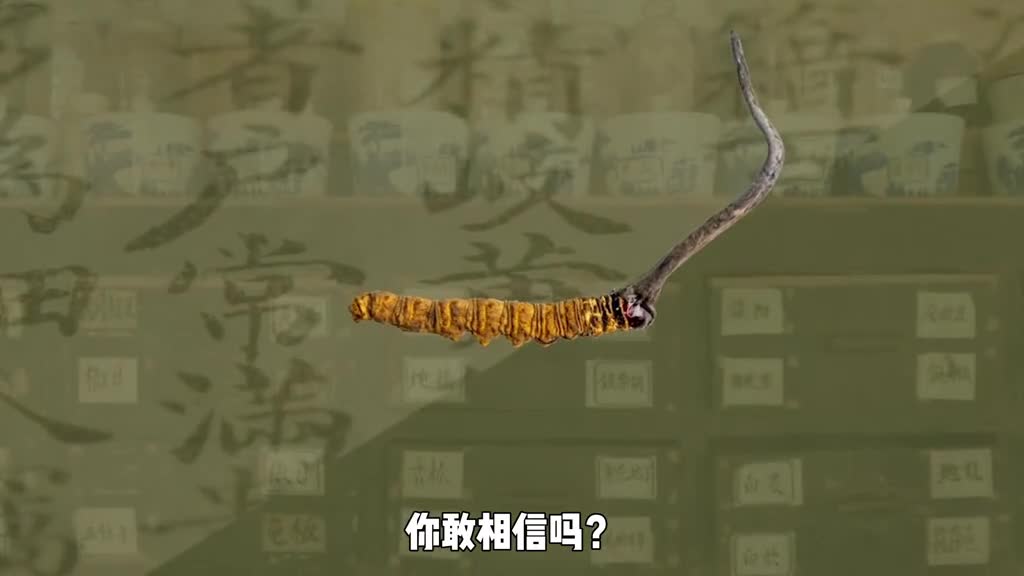 你花上万元买到的冬虫夏草竟然是可怕的僵尸真菌