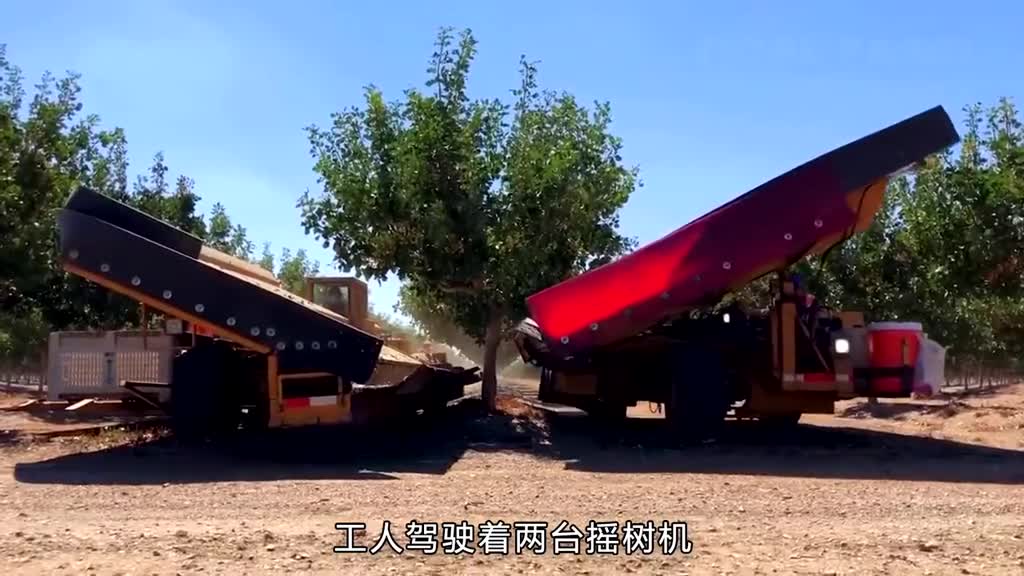 开心果为什么叫开心果