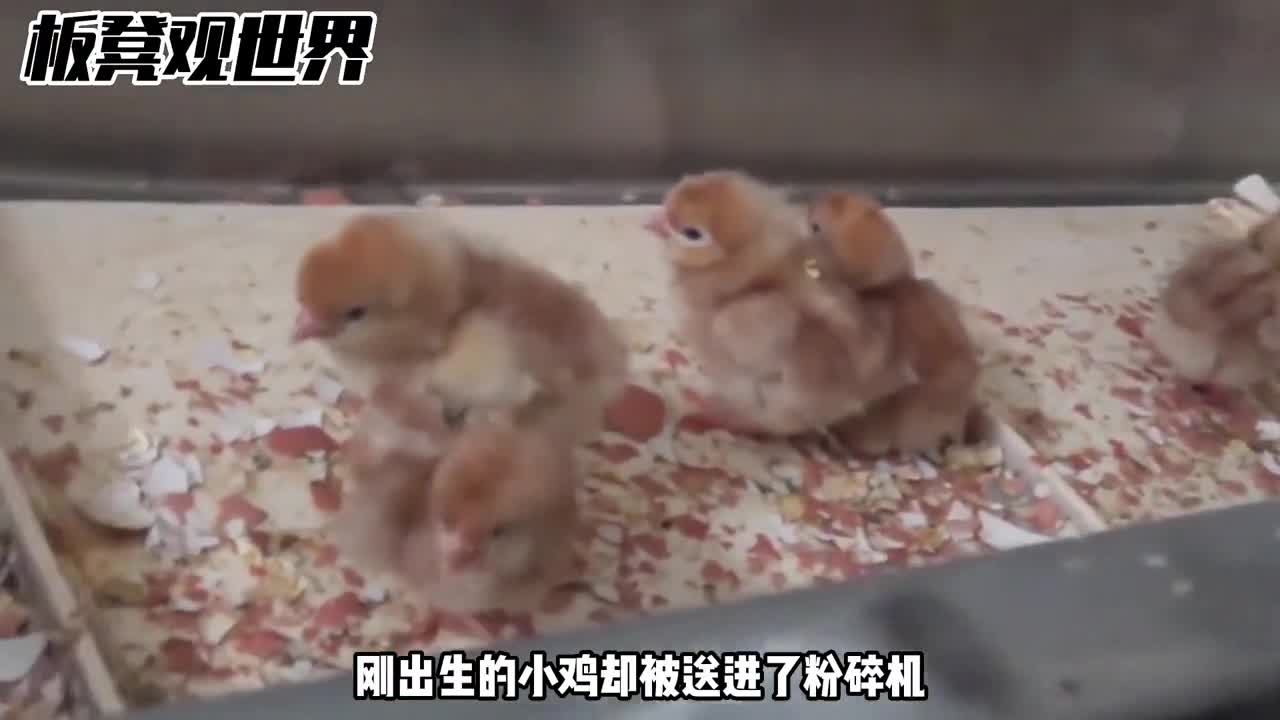 小鸡刚出生就被扔进粉碎机
