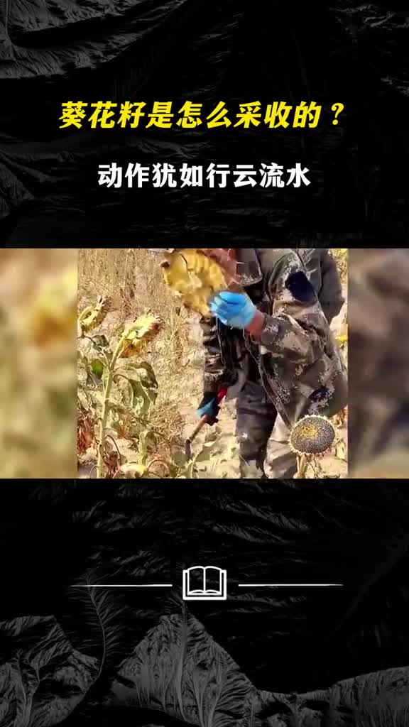 葵花籽是怎么采收的动作犹如行云流水