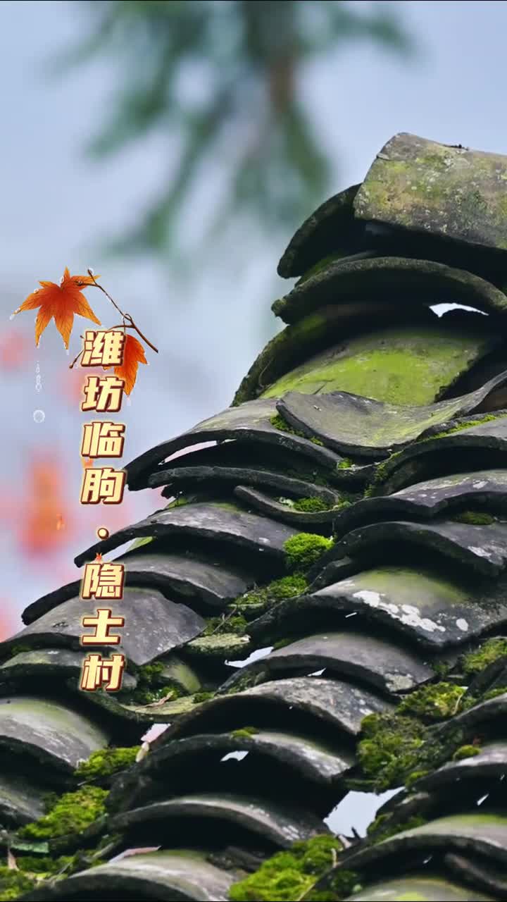 临朐的柿子熟了愿见者柿柿如意柿柿好运一起来山东吃柿子吧