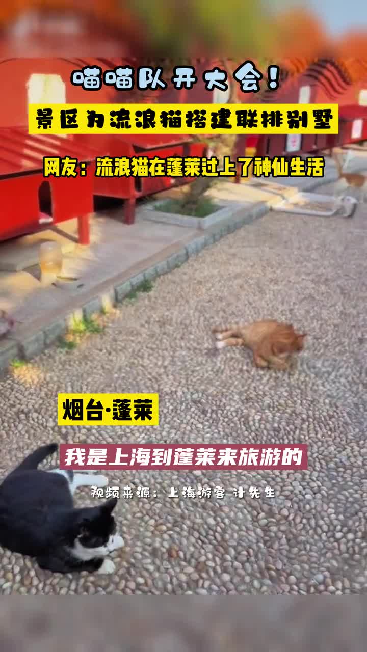 上海游客在蓬莱旅游时发现景区专门给流浪猫搭建了联排别墅猫咪有吃有喝慵懒休息网友好有爱