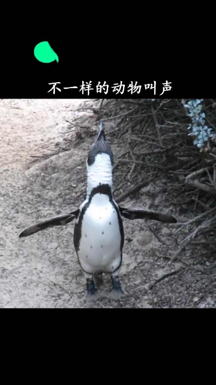 你一定没听过来自非洲的企鹅是怎么叫的