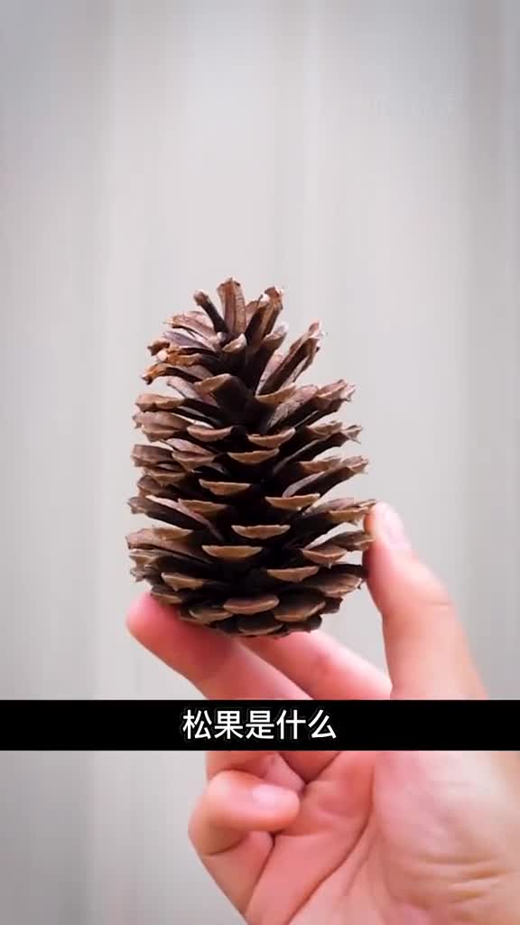 松果的作用解释