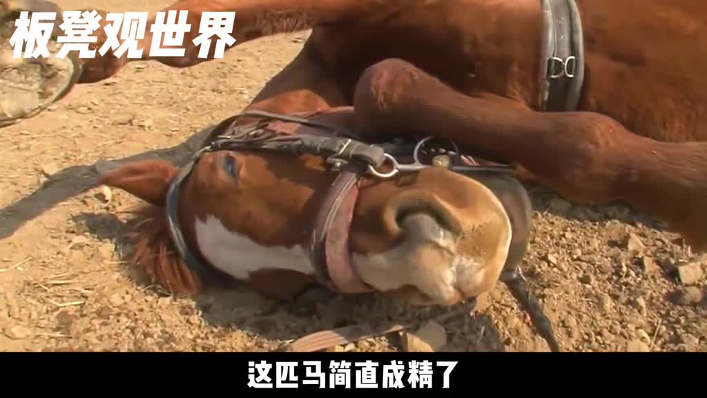 奇葩的马简直成精了