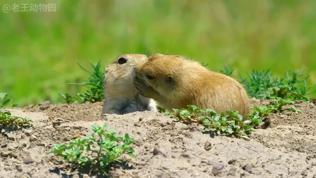 喜欢一个人是藏不住的喜欢两个才要藏