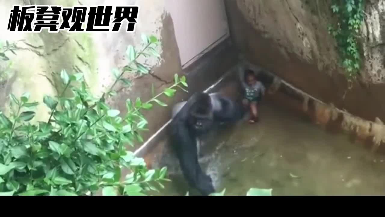 小孩意外掉进大猩猩园区