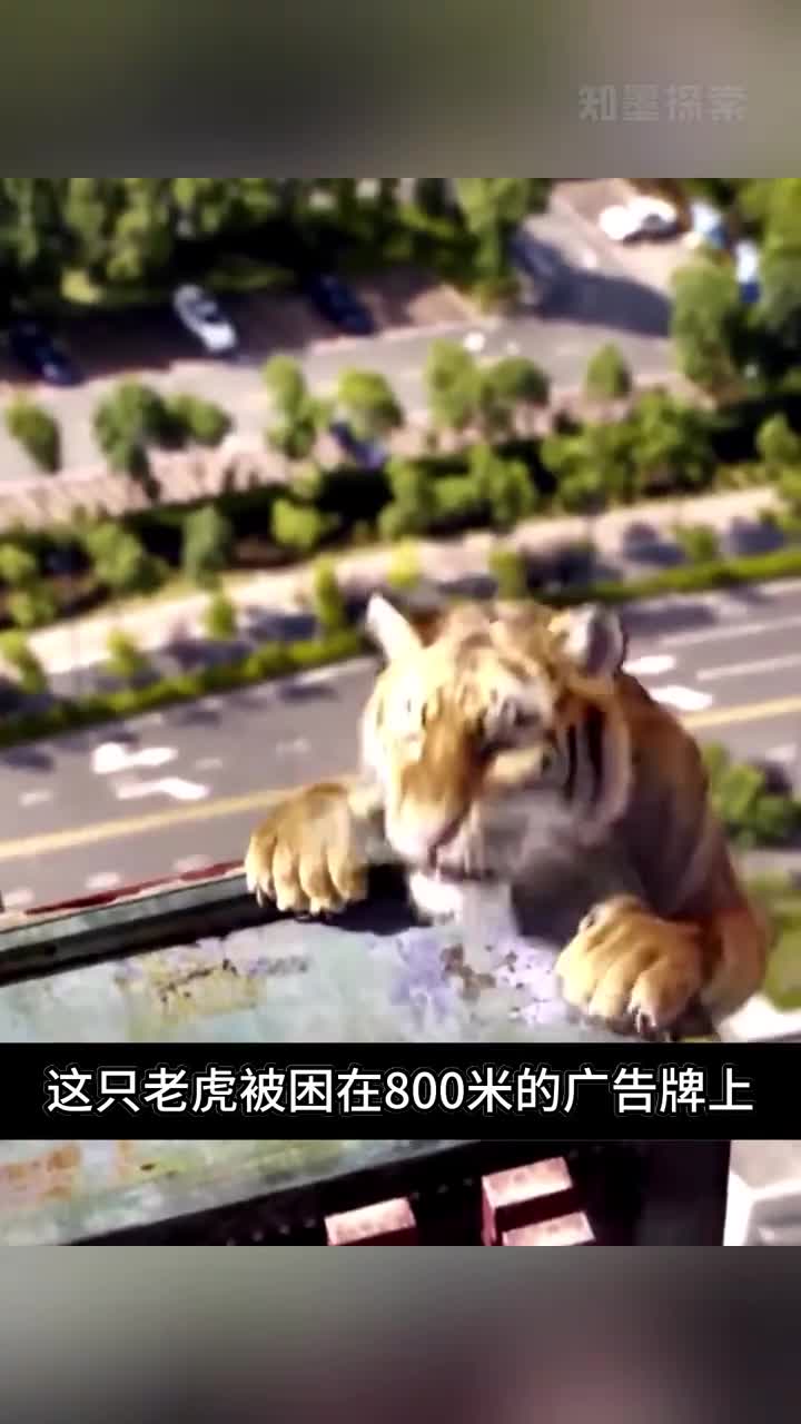 老虎被困在800米的广告牌上