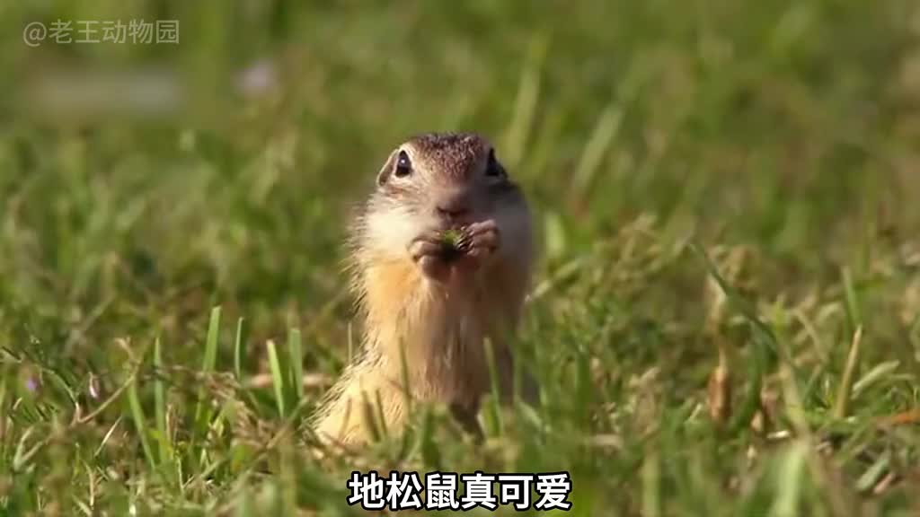 牛马一生不得闲得闲已与山共眠