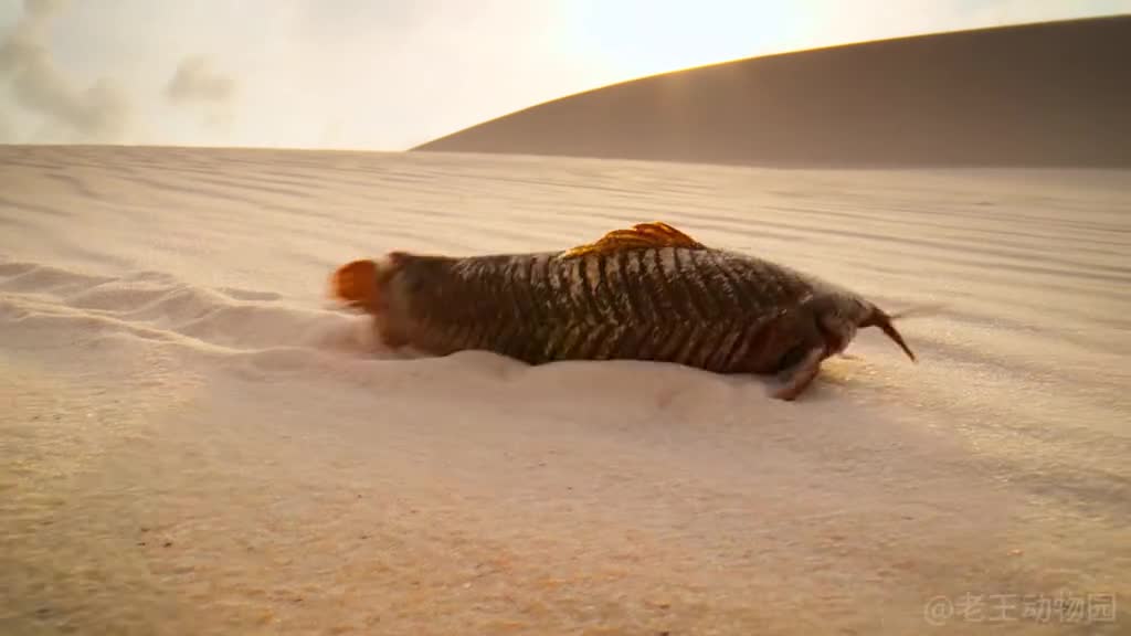 活久见沙漠里竟然生活着一群鱼