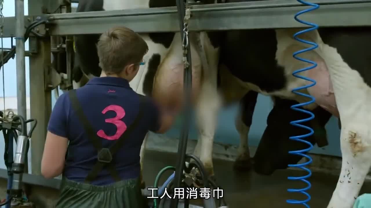 原来酸奶是用牛奶制作的