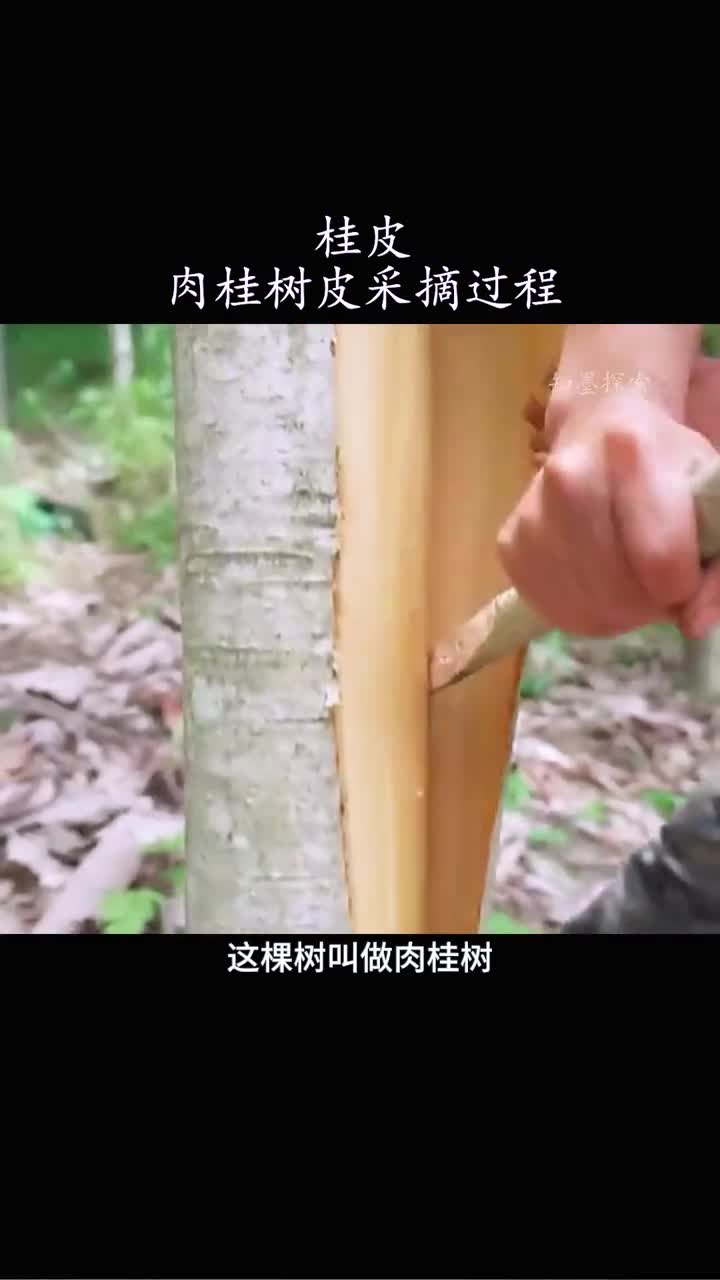 人们为什么要剥掉树皮