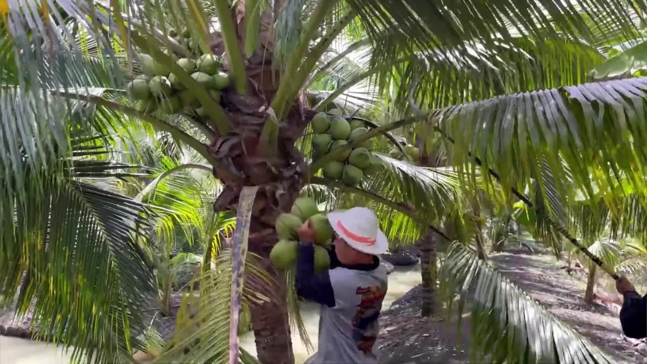 原来不用去海南也能吃到正宗的椰子饭香甜软糯还有浓郁的椰香味一口下去太满足了