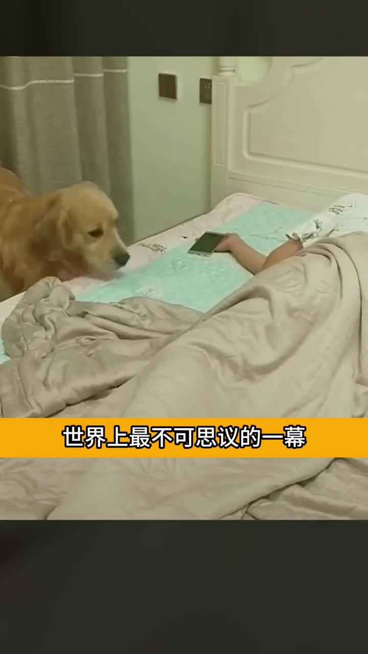 世界上最暖心的狗狗