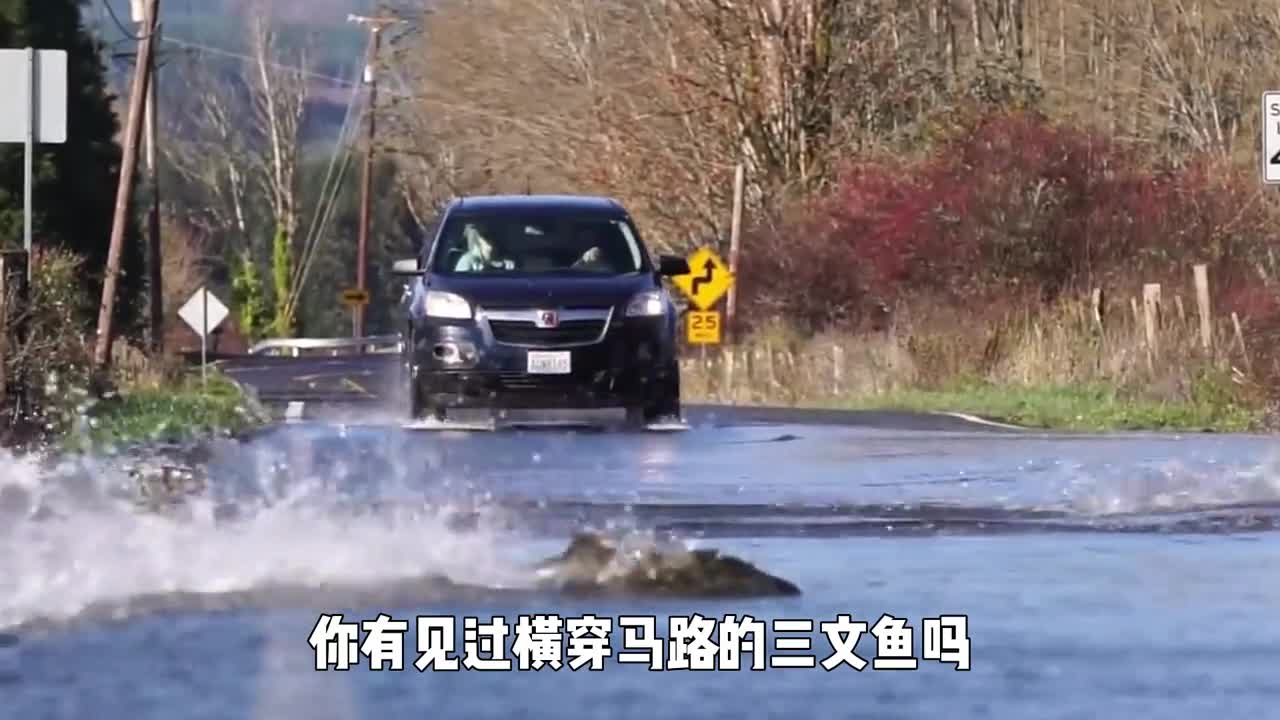 1分钟了解三文鱼洄游过程展现悲壮又凄美的生命轮回