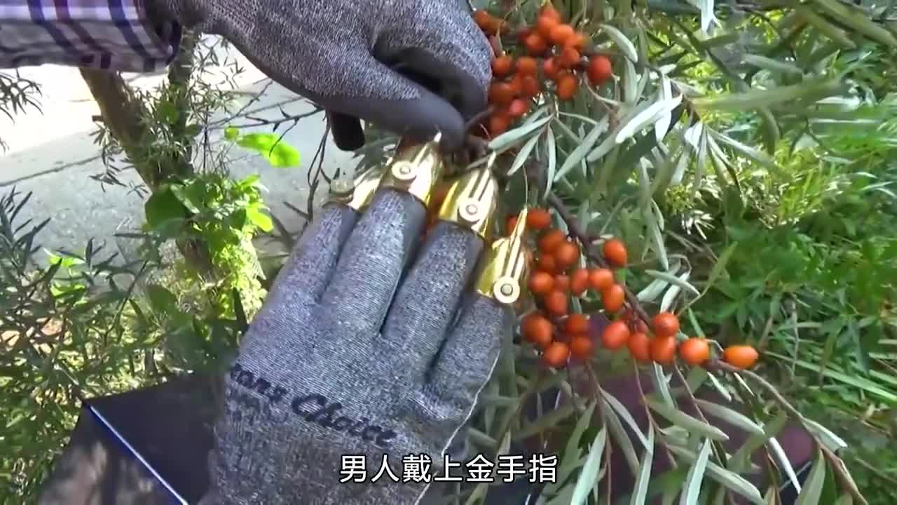沙棘果的好处你知道吗