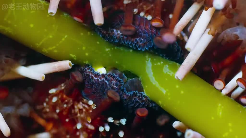 海底种菜小能手