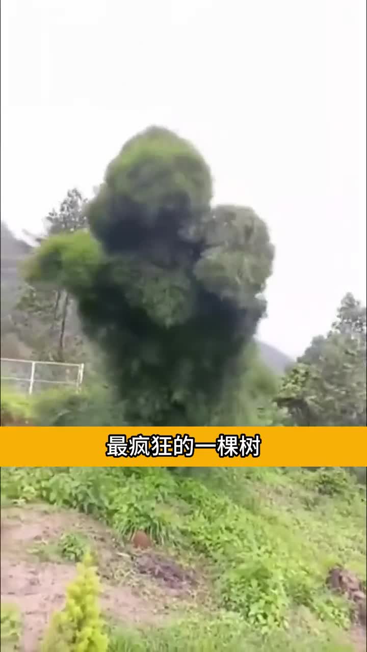 世界上最疯狂的树