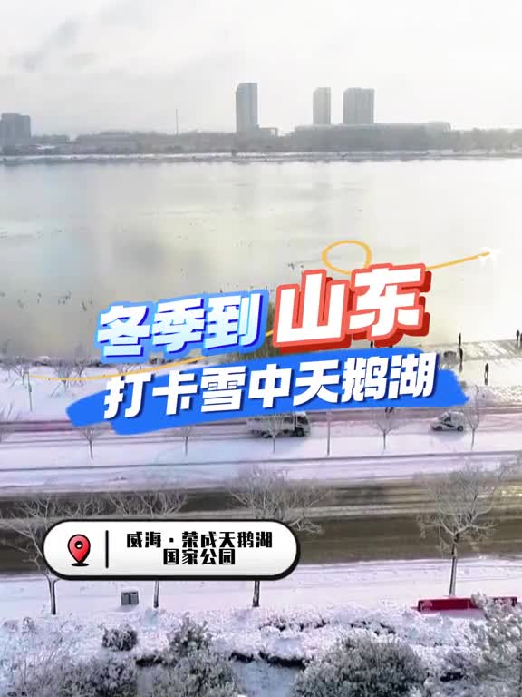 又到了看天鹅的季节什么时候来鲁鲁家打卡雪中的天鹅湖