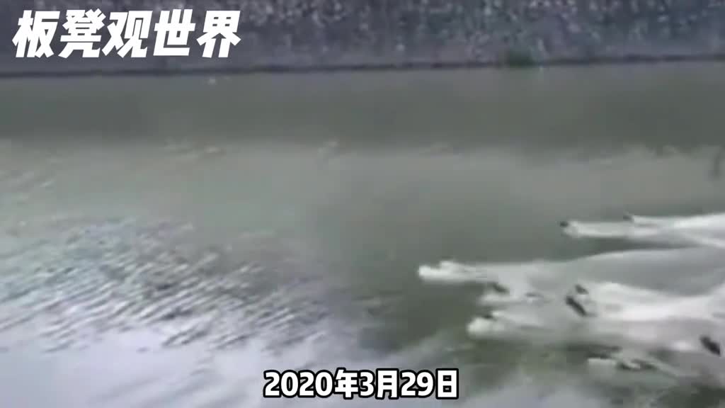 帮派群殴动物界的黑手党水獭