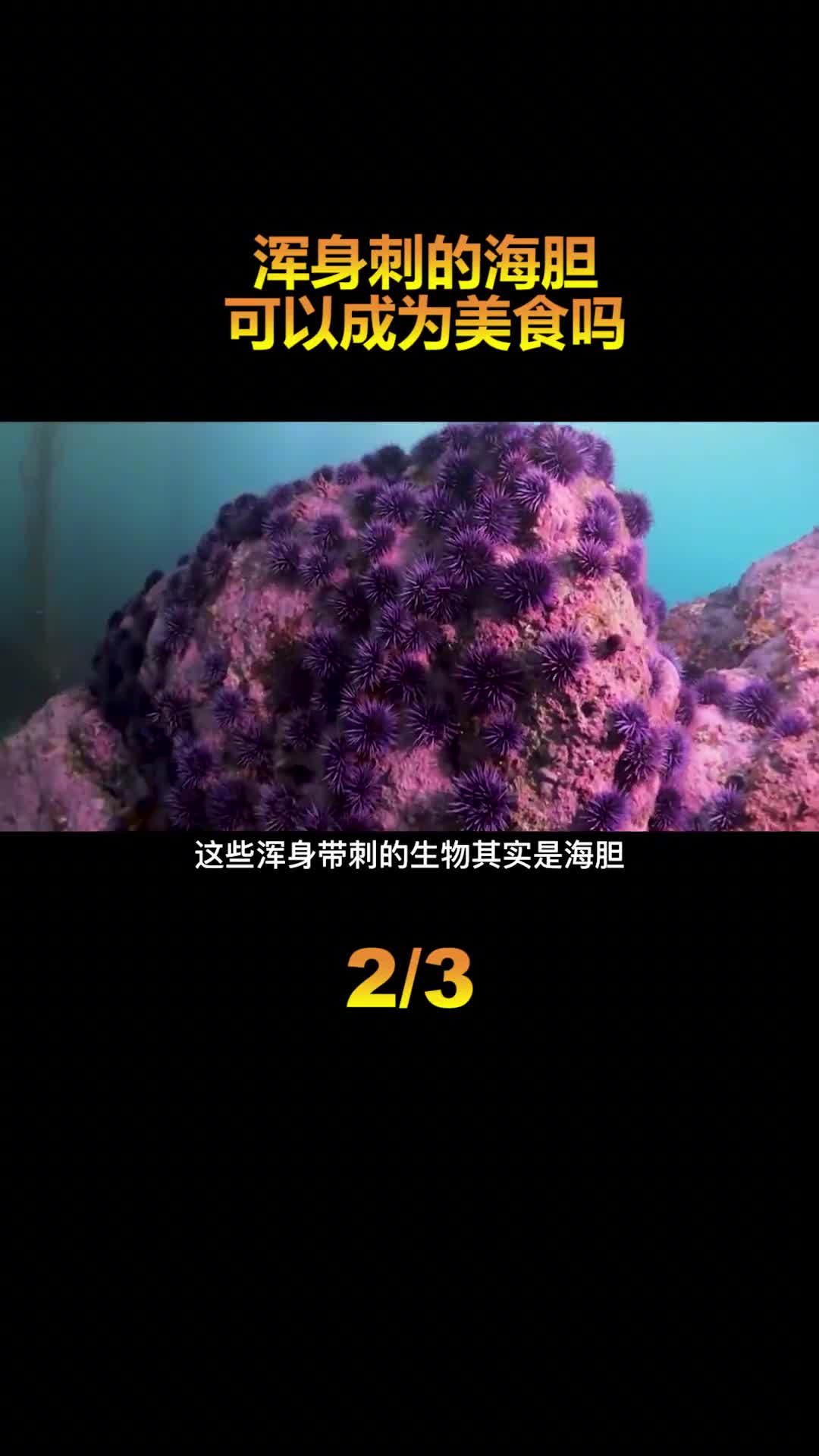 有人对它爱搭不理有人却靠它发家致富揭秘海胆为什么怎么贵