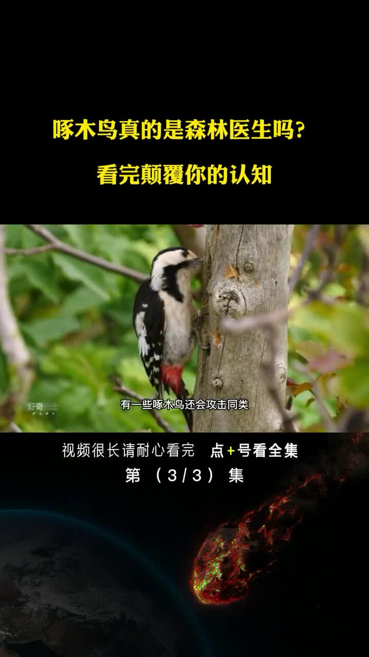 啄木鸟真是森林医生吗看完颠覆你的认知医生和庸医仅一线之隔