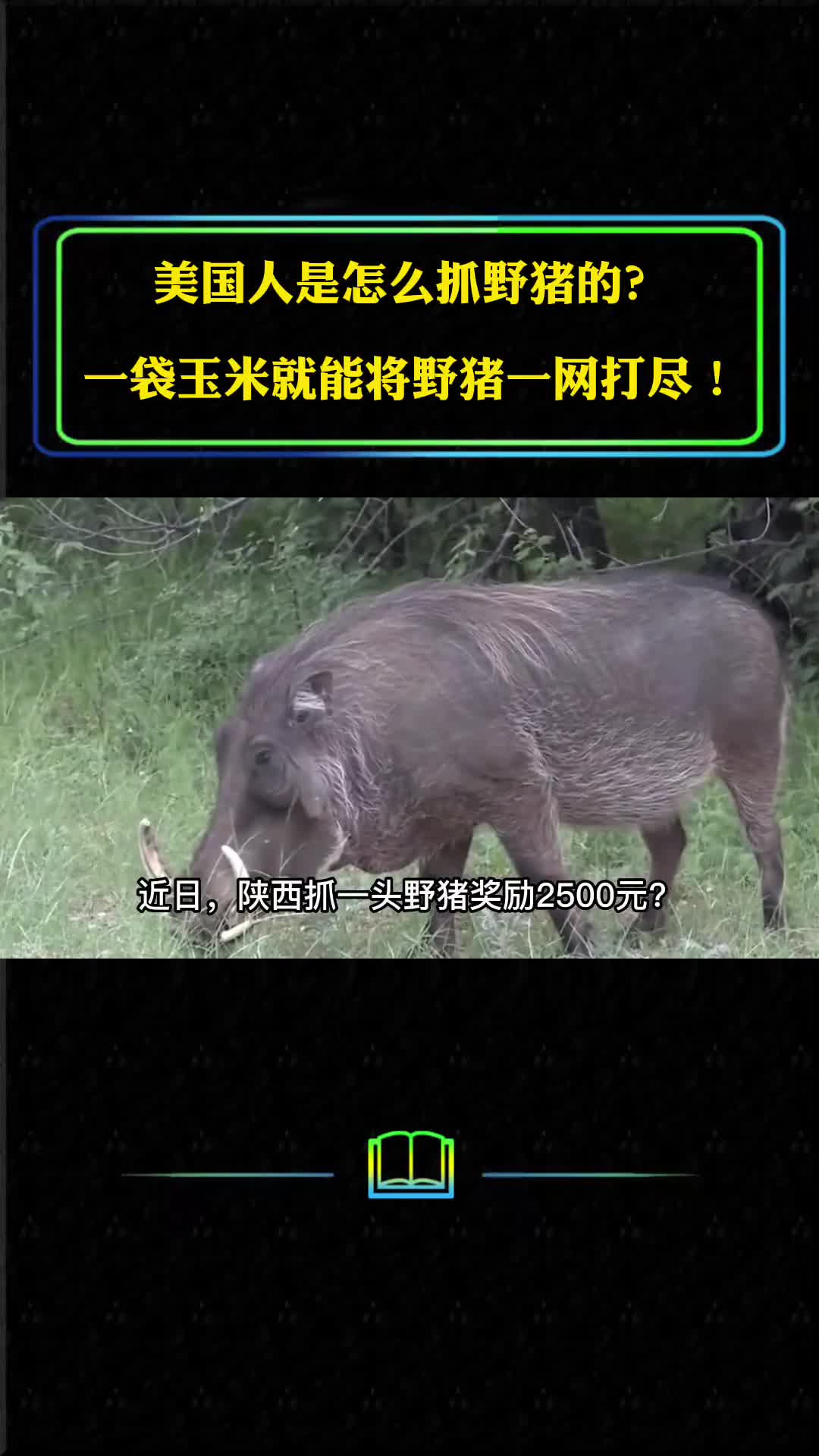 美国人是怎么抓野猪的一袋玉米就将野猪一网打尽