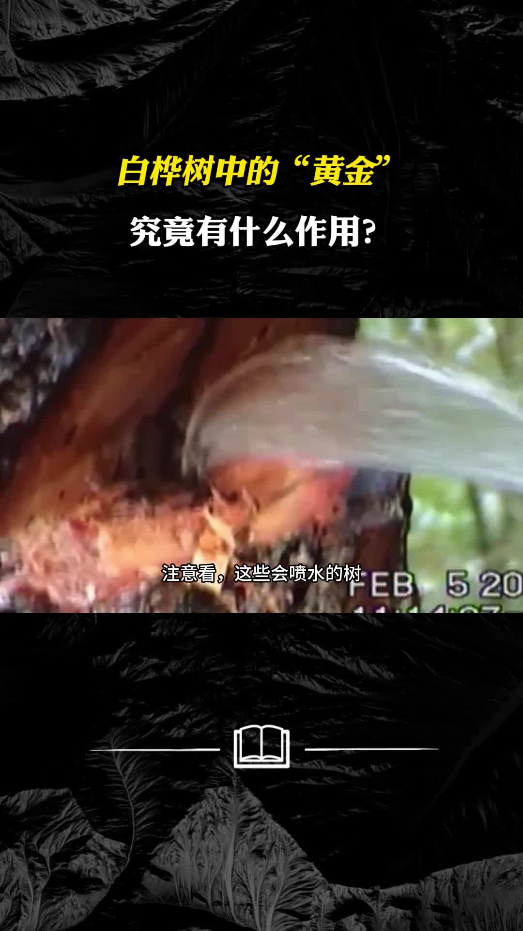 白桦树中的黄金为何这么贵有什么用处