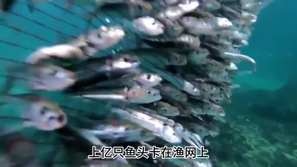 美味营养的小鳀鱼你吃过吗