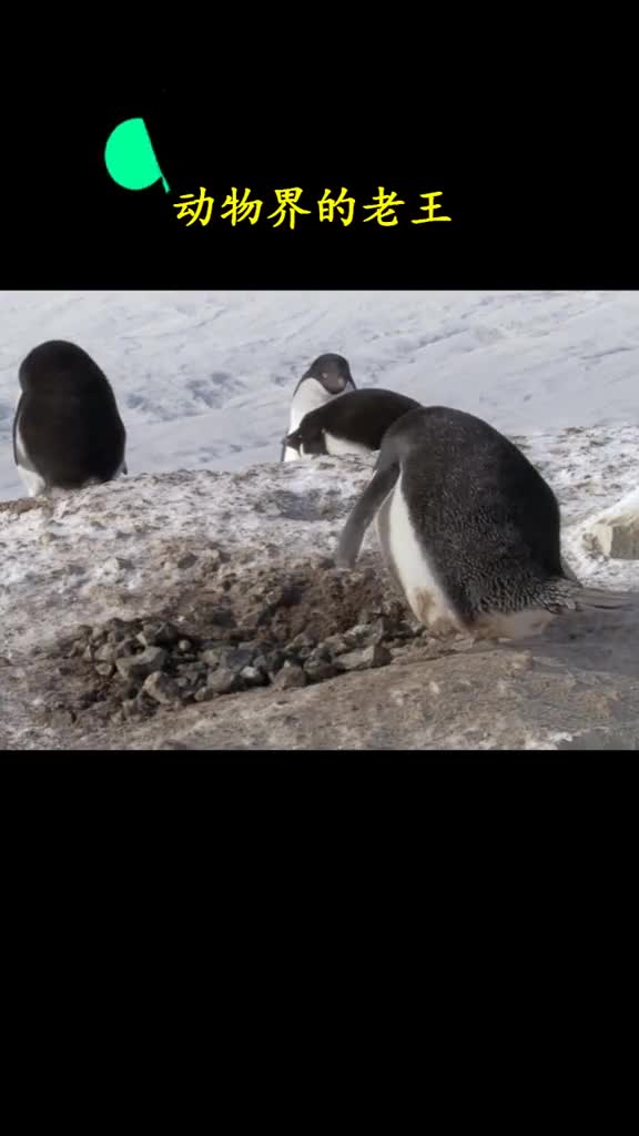 一只不劳而获的企鹅总想占便宜