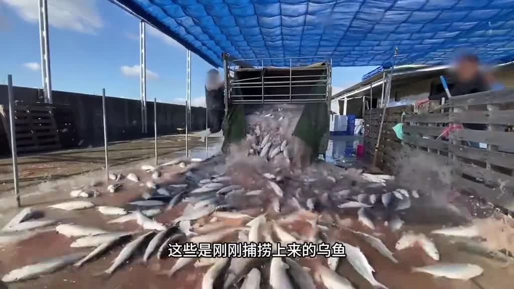 曾被舌尖上的中国推荐乌鱼子的味道到底如何