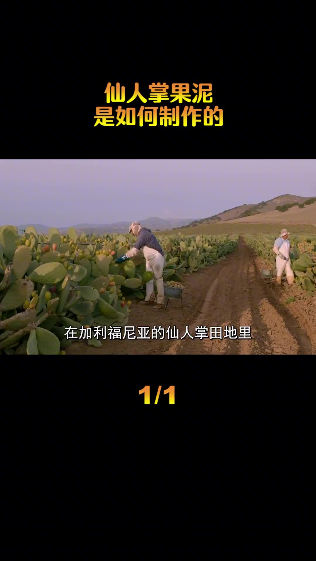 可以吃的仙人掌果价格特别贵营养价值极高