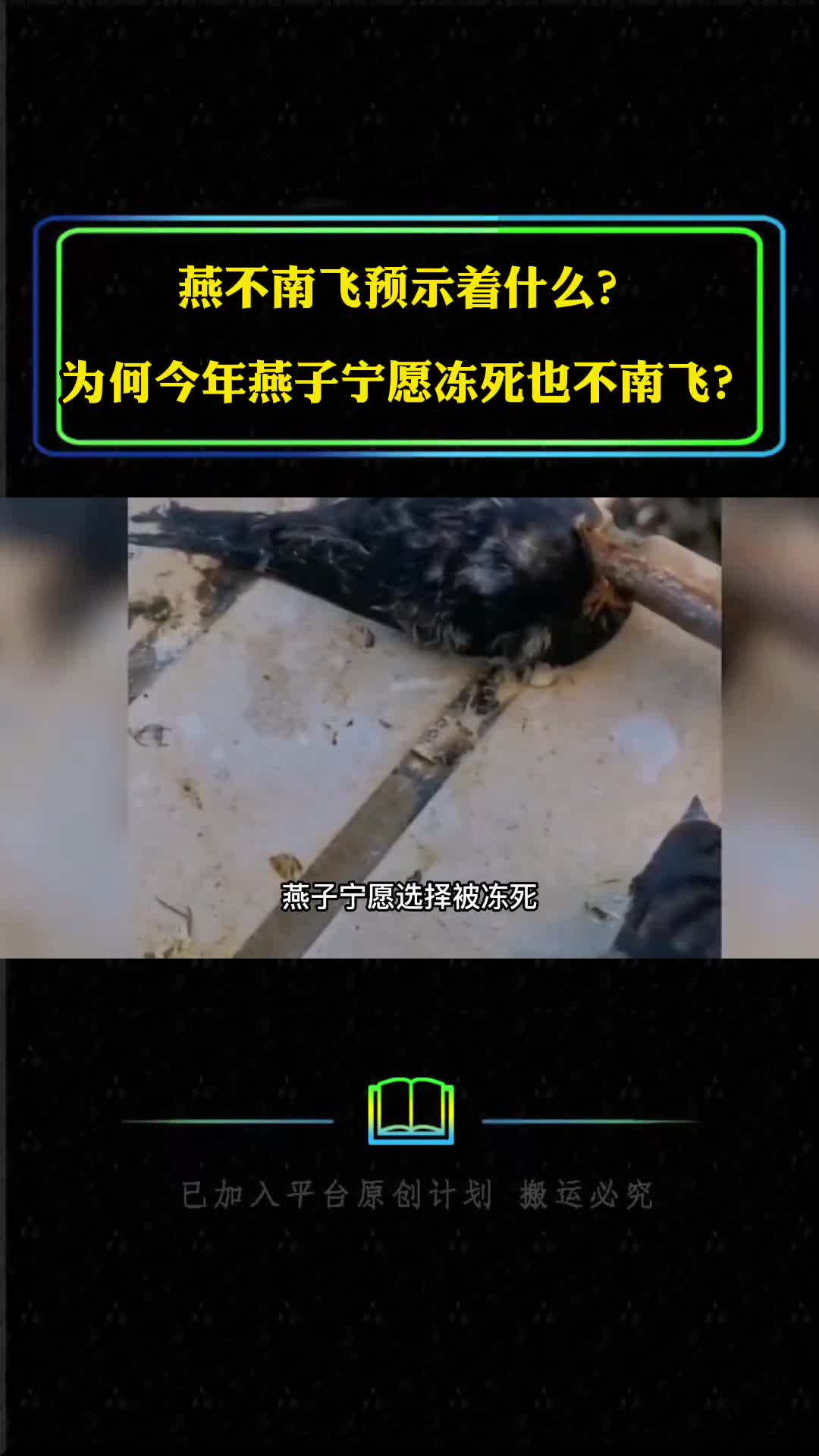 燕不南飞预示着什么为何今年燕子宁愿冻死也不南飞