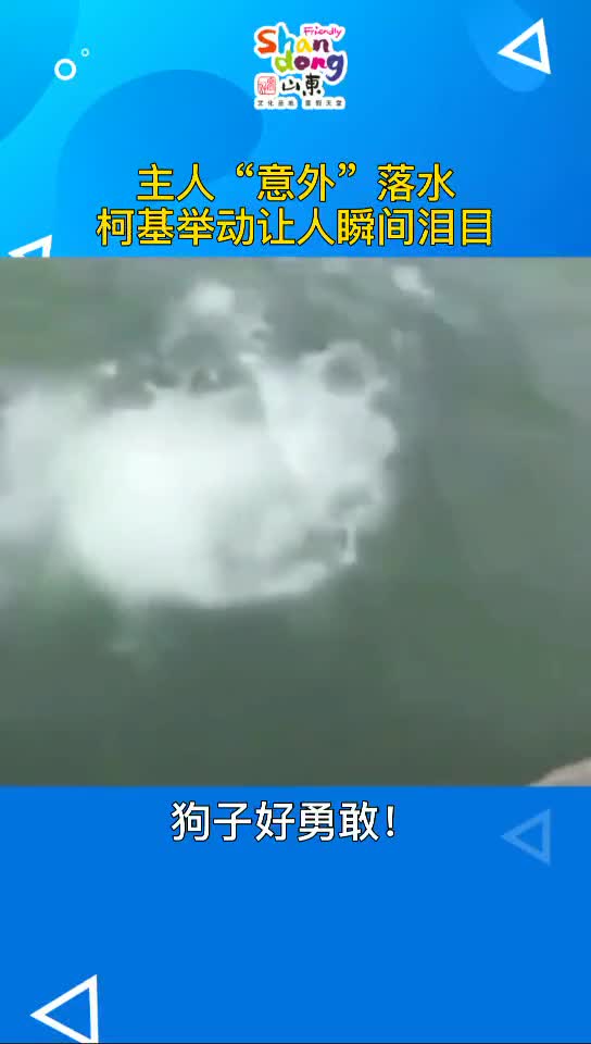 主人意外落水柯基的反应让人瞬间落泪