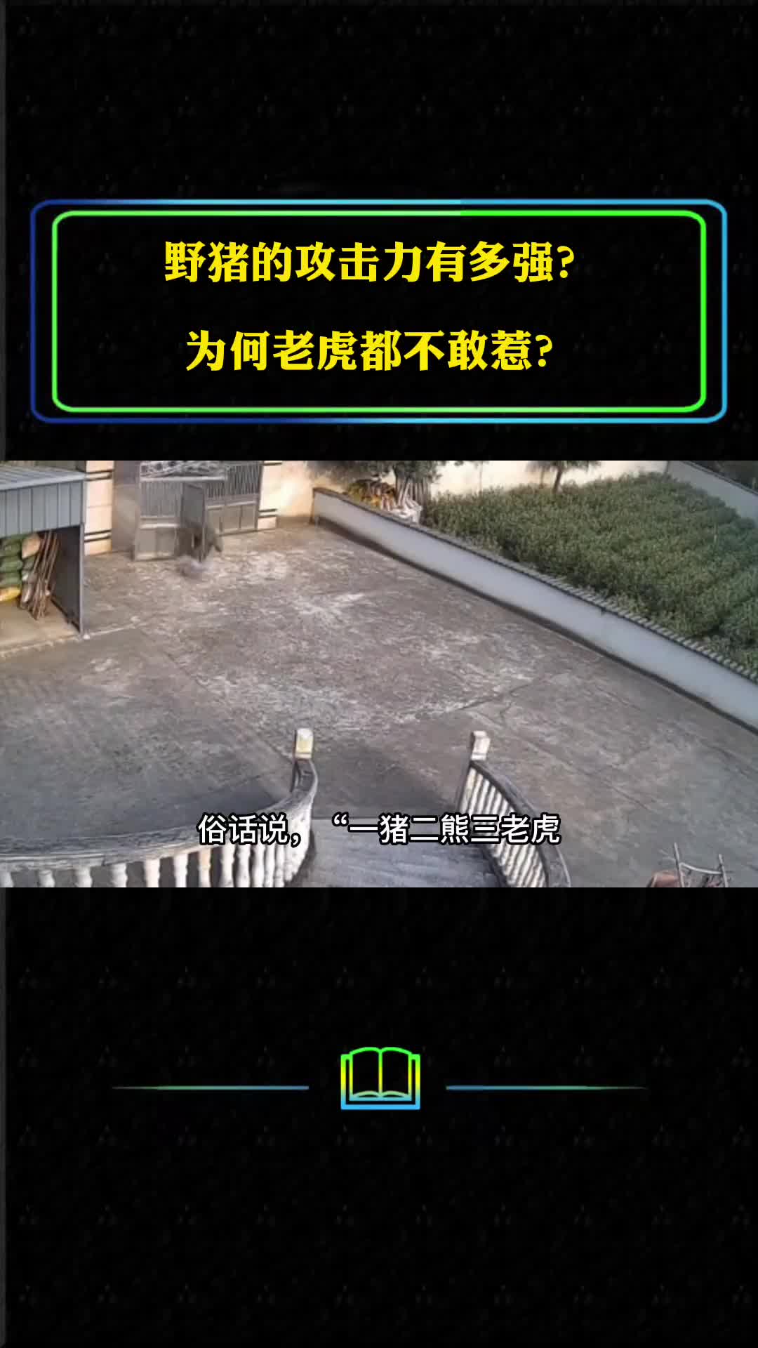 野猪的攻击力多强为何老虎不敢惹它与家猪最大的区别是什么