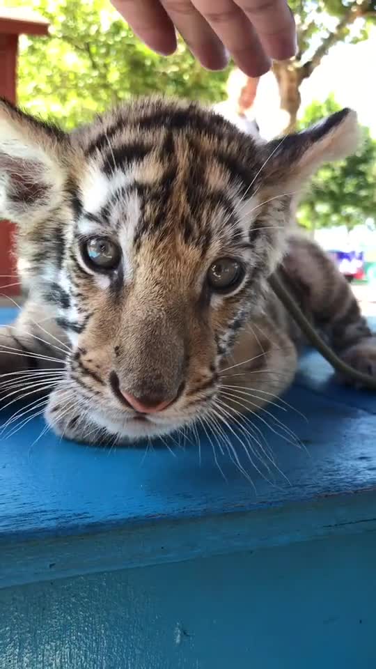 哎呀这是谁家的大猫