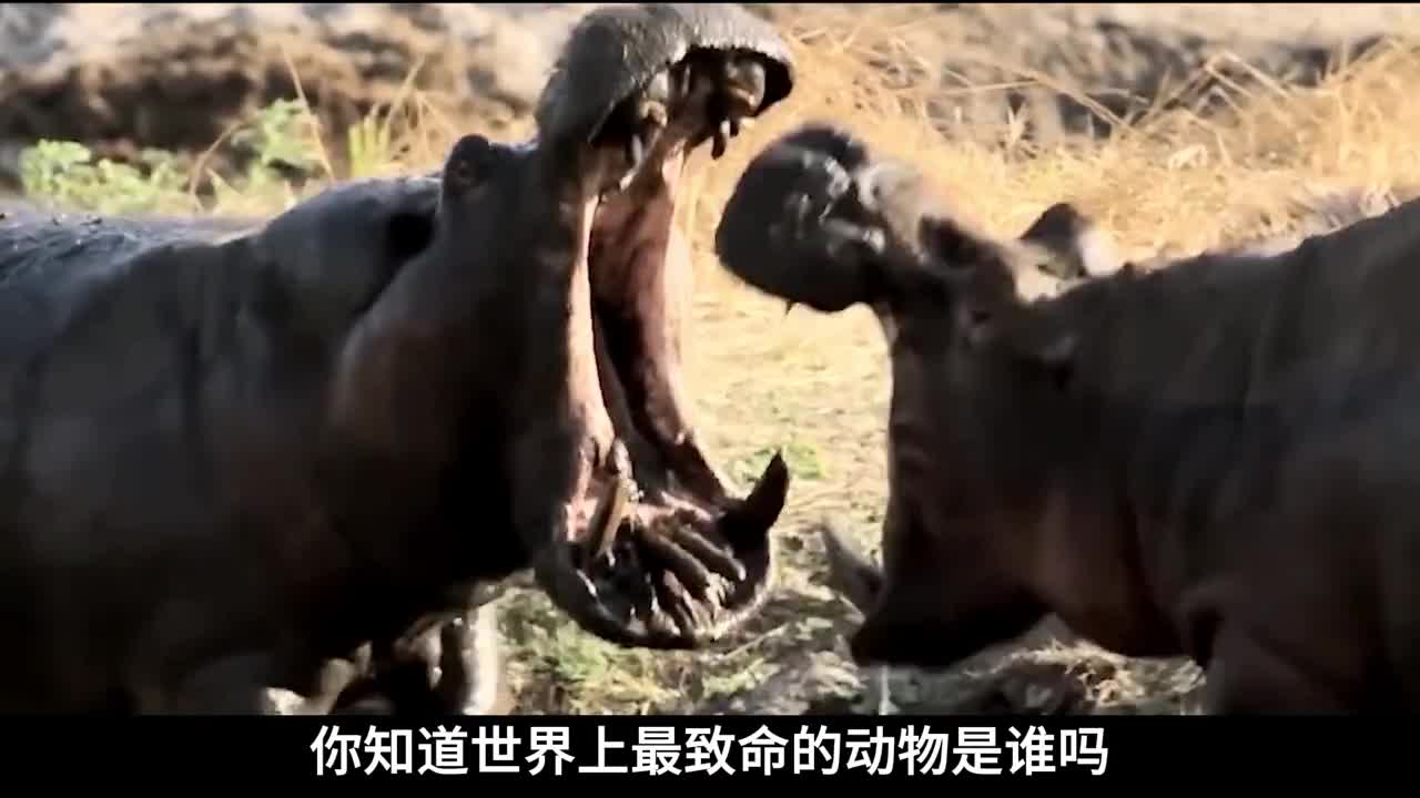 盘点世界上8种杀人最多的动物排名第一的动物每年致死70万人