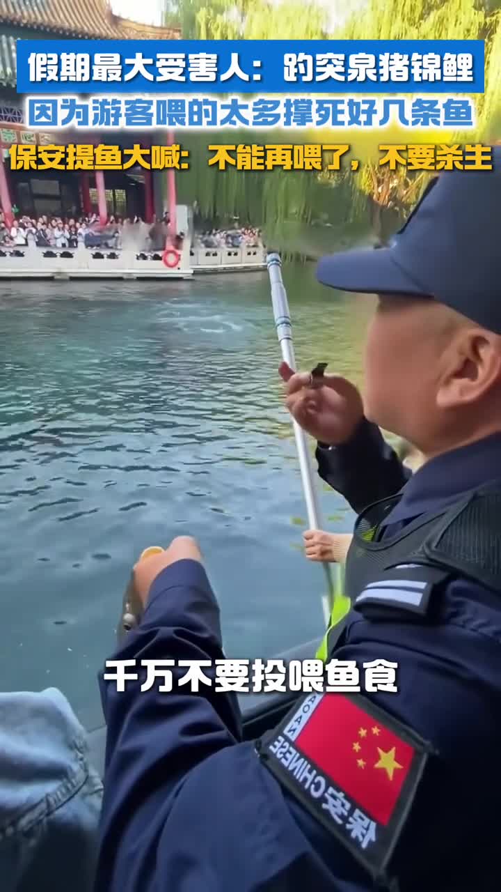 假期最大受害人趵突泉猪鲤因为游客喂的太多撑死好几条鱼保安提鱼大喊不能再喂了不要杀生