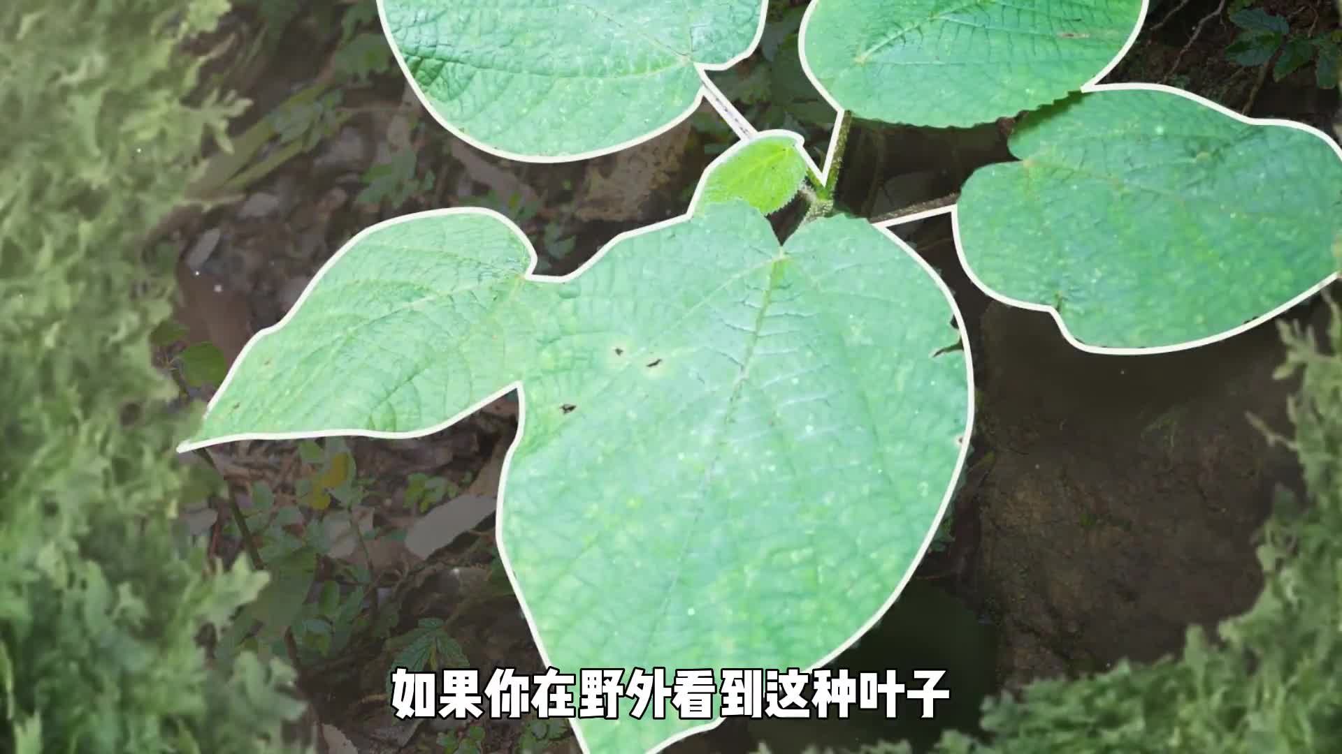 世界上最痛的植物野外看到这种叶子最好屏住呼吸千万不要靠近